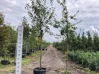 2x appelboom malus domestica, hoogstam, , 3-4 m hoog - afbeelding 1 van  1