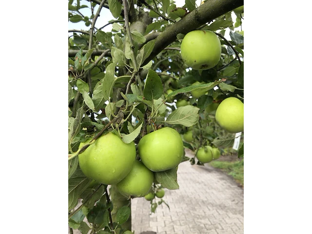 2x appelboom malus 'lombarts calville', halfstam, vruchtdragend, ca. 2 m hoog - afbeelding 3 van  3