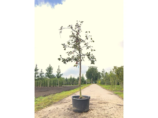 2x appelboom malus 'redlove', hoogstam, rode appel, ca. 3 m hoog - afbeelding 1 van  3