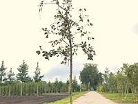 2x appelboom malus 'redlove', hoogstam, rode appel, ca. 3 m hoog - afbeelding 1 van  3