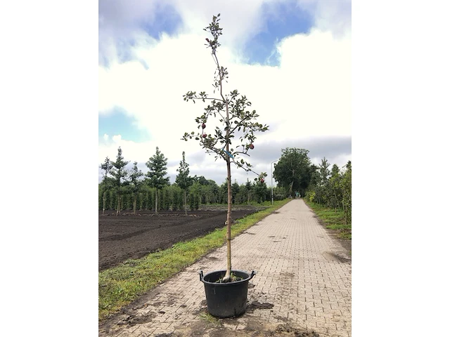 2x appelboom malus 'redlove', hoogstam, rode appel, ca. 3 m hoog - afbeelding 2 van  3
