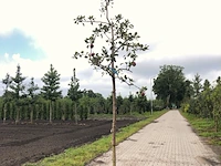 2x appelboom malus 'redlove', hoogstam, rode appel, ca. 3 m hoog - afbeelding 2 van  3