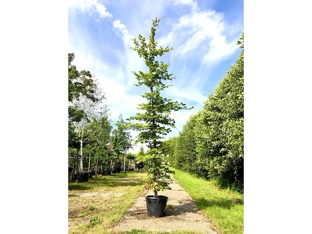2x beuk fagus sylvatica, ca. 5 m hoog - afbeelding 1 van  2