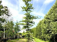 2x beuk fagus sylvatica, ca. 5 m hoog - afbeelding 1 van  2