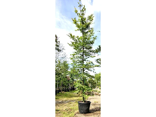 2x beuk fagus sylvatica, ca. 5 m hoog - afbeelding 2 van  2