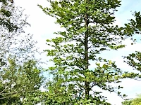 2x beuk fagus sylvatica, ca. 5 m hoog - afbeelding 2 van  2
