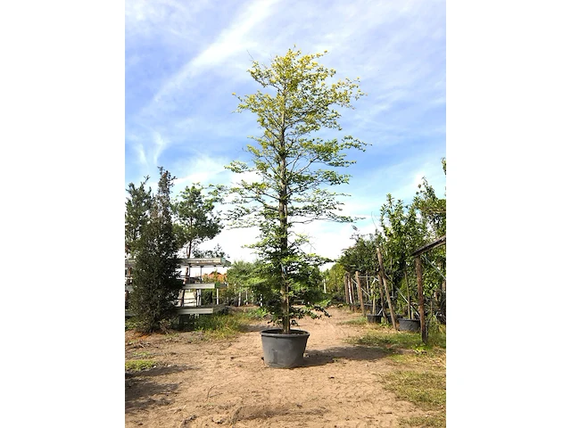2x beuk fagus sylvatica, ca. 5 m hoog - afbeelding 1 van  2