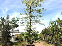 2x beuk fagus sylvatica, ca. 5 m hoog - afbeelding 1 van  2