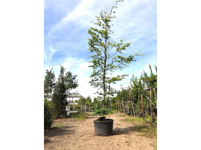 2x beuk fagus sylvatica, ca. 5 m hoog - afbeelding 2 van  2