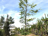 2x beuk fagus sylvatica, ca. 5 m hoog - afbeelding 2 van  2