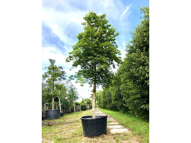 2x beuk fagus sylvatica, ca. 7 m hoog - afbeelding 1 van  2