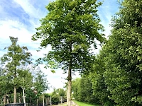 2x beuk fagus sylvatica, ca. 7 m hoog