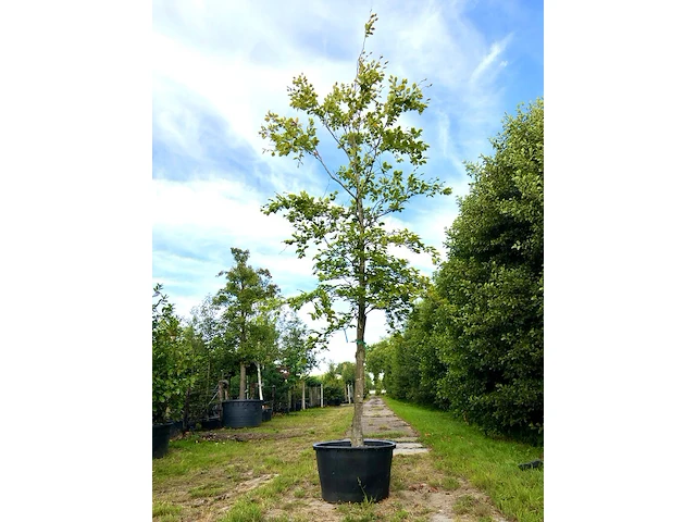 2x beuk fagus sylvatica, ca. 7 m hoog - afbeelding 2 van  2