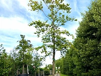 2x beuk fagus sylvatica, ca. 7 m hoog - afbeelding 2 van  2