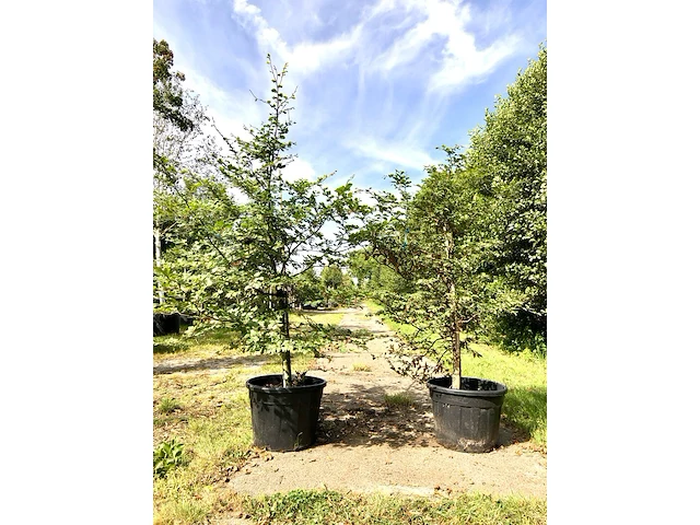 2x beuk fagus sylvatica, haagplant, ca. 200 cm hoog - afbeelding 1 van  1