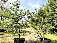 2x beuk fagus sylvatica, haagplant, ca. 200 cm hoog - afbeelding 1 van  1