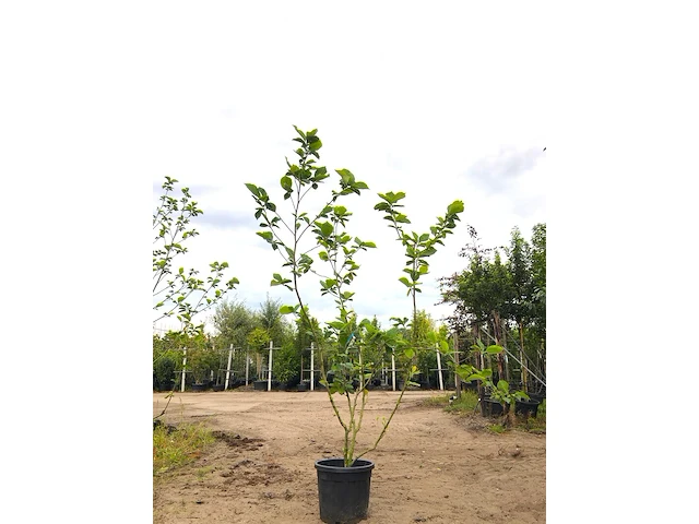 2x beverboom magnolia 'yellow river', meerstammig, zachtgele bloei, ca. 200-250 cm hoog - afbeelding 1 van  3