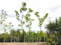 2x beverboom magnolia 'yellow river', meerstammig, zachtgele bloei, ca. 200-250 cm hoog - afbeelding 1 van  3
