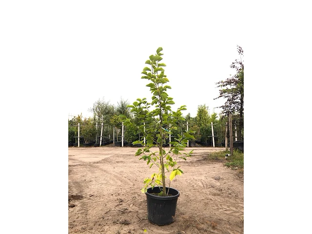 2x beverboom magnolia 'yellow river', meerstammig, zachtgele bloei, ca. 200-250 cm hoog - afbeelding 2 van  3