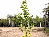 2x beverboom magnolia 'yellow river', meerstammig, zachtgele bloei, ca. 200-250 cm hoog - afbeelding 2 van  3