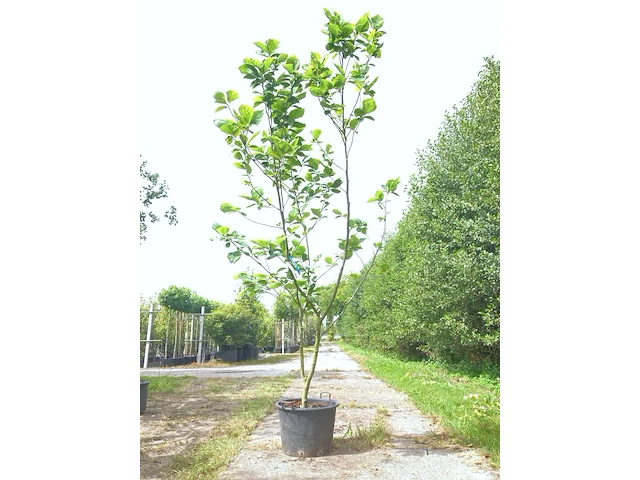 2x beverboom magnolia 'yellow river', meerstammig, zachtgele bloei, ca. 250 cm hoog - afbeelding 1 van  3