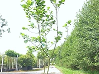 2x beverboom magnolia 'yellow river', meerstammig, zachtgele bloei, ca. 250 cm hoog - afbeelding 1 van  3