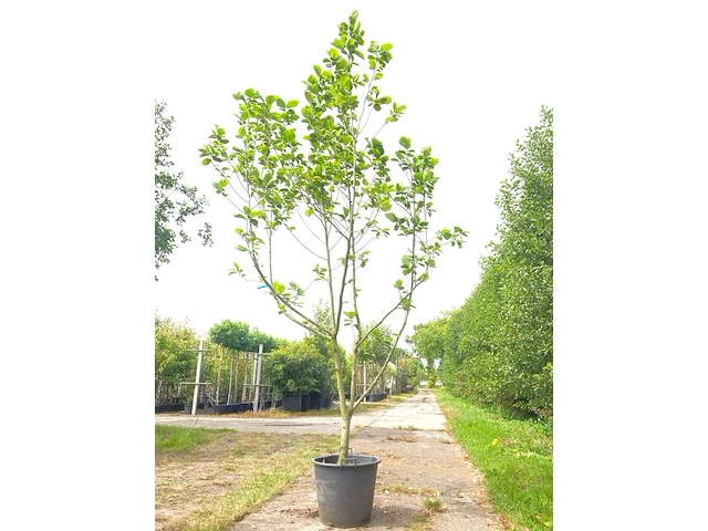 2x beverboom magnolia 'yellow river', meerstammig, zachtgele bloei, ca. 250 cm hoog - afbeelding 2 van  3