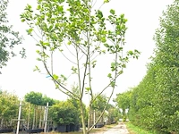 2x beverboom magnolia 'yellow river', meerstammig, zachtgele bloei, ca. 250 cm hoog - afbeelding 2 van  3