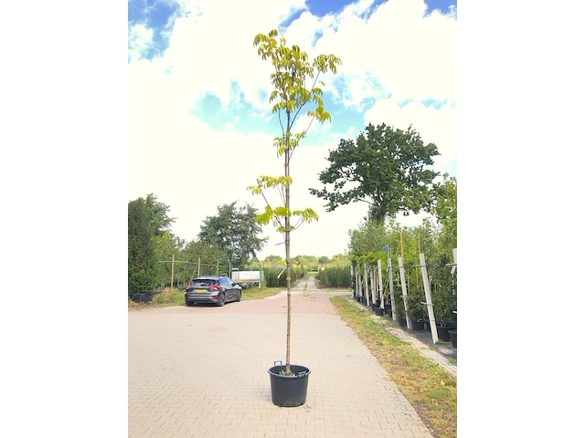 2x bijenboom tetradium daniellii, loofboom, wit/rode bloei, ca. 4 m hoog - afbeelding 2 van  3