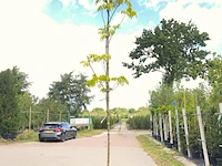 2x bijenboom tetradium daniellii, loofboom, wit/rode bloei, ca. 4 m hoog - afbeelding 2 van  3