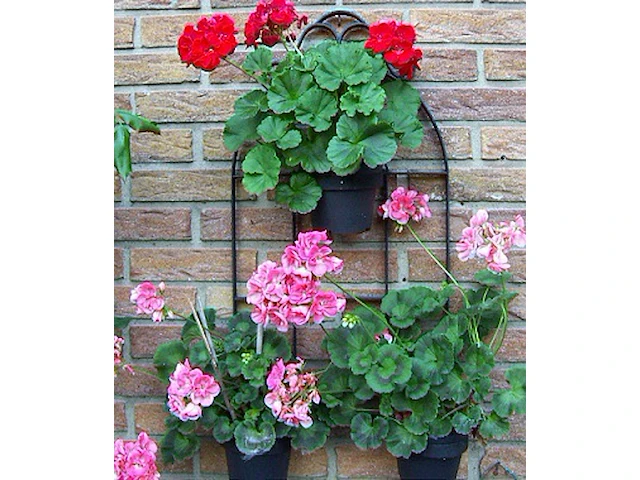 2x bloemenrek metaal met 3 bloemenhangers. wordt uiteraard zonder bloemen geleverd - afbeelding 4 van  7