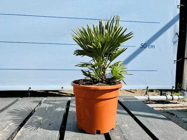 2x chamaerops humilis vulcano 50cm - afbeelding 1 van  1