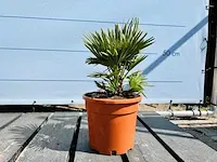 2x chamaerops humilis vulcano 50cm