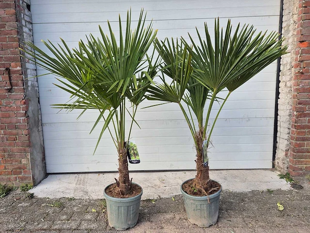 2x chinese waaierpalm - trachycarpus fortunei - stamhoogte 20-30 cm - hoogte ca. 160 cm - afbeelding 1 van  4