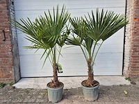 2x chinese waaierpalm - trachycarpus fortunei - stamhoogte 20-30 cm - hoogte ca. 160 cm - afbeelding 1 van  4