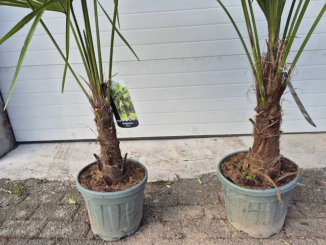 2x chinese waaierpalm - trachycarpus fortunei - stamhoogte 20-30 cm - hoogte ca. 160 cm - afbeelding 2 van  4