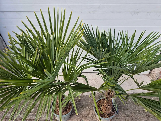 2x chinese waaierpalm - trachycarpus fortunei - stamhoogte 20-30 cm - hoogte ca. 160 cm - afbeelding 3 van  4