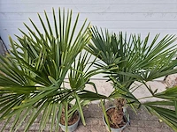 2x chinese waaierpalm - trachycarpus fortunei - stamhoogte 20-30 cm - hoogte ca. 160 cm - afbeelding 3 van  4