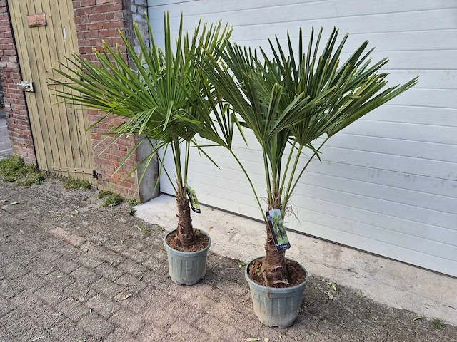 2x chinese waaierpalm - trachycarpus fortunei - stamhoogte 20-30 cm - hoogte ca. 160 cm - afbeelding 4 van  4