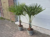 2x chinese waaierpalm - trachycarpus fortunei - stamhoogte 20-30 cm - hoogte ca. 160 cm - afbeelding 4 van  4