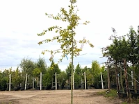 2x dwergmispel cotoneaster ignotus, bloesemboom, zwarte bessen, ca. 4 m hoog - afbeelding 1 van  3