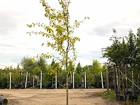 2x dwergmispel cotoneaster ignotus, bloesemboom, zwarte bessen, ca. 4 m hoog - afbeelding 2 van  3