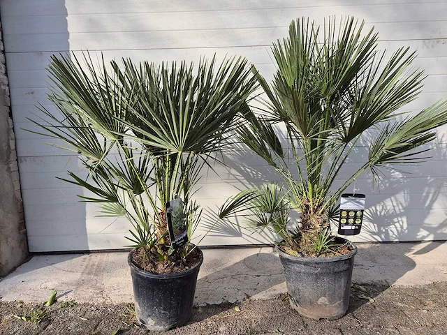 2x europese dwergpalm - chamaerops humilis - hoogte ca. 120 cm - afbeelding 1 van  5