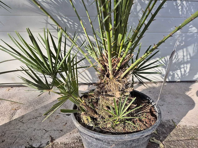 2x europese dwergpalm - chamaerops humilis - hoogte ca. 120 cm - afbeelding 2 van  5