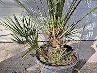 2x europese dwergpalm - chamaerops humilis - hoogte ca. 120 cm - afbeelding 2 van  5