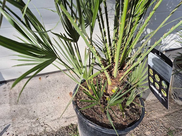 2x europese dwergpalm - chamaerops humilis - hoogte ca. 120 cm - afbeelding 3 van  5