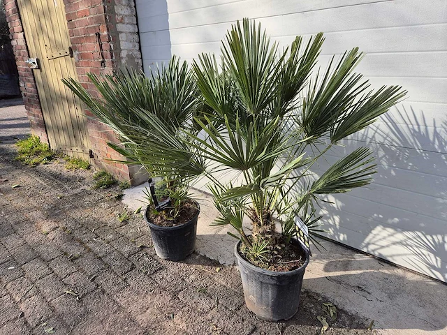 2x europese dwergpalm - chamaerops humilis - hoogte ca. 120 cm - afbeelding 4 van  5