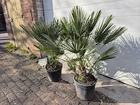 2x europese dwergpalm - chamaerops humilis - hoogte ca. 120 cm - afbeelding 4 van  5