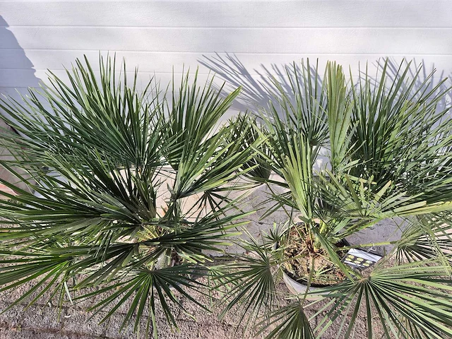 2x europese dwergpalm - chamaerops humilis - hoogte ca. 120 cm - afbeelding 5 van  5