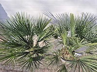 2x europese dwergpalm - chamaerops humilis - hoogte ca. 120 cm - afbeelding 5 van  5
